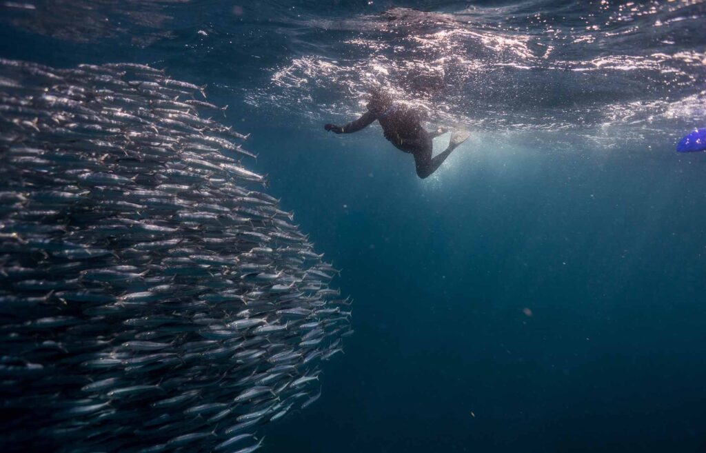 Freediver approaching a large bait ball shimmering near the ocean surface.