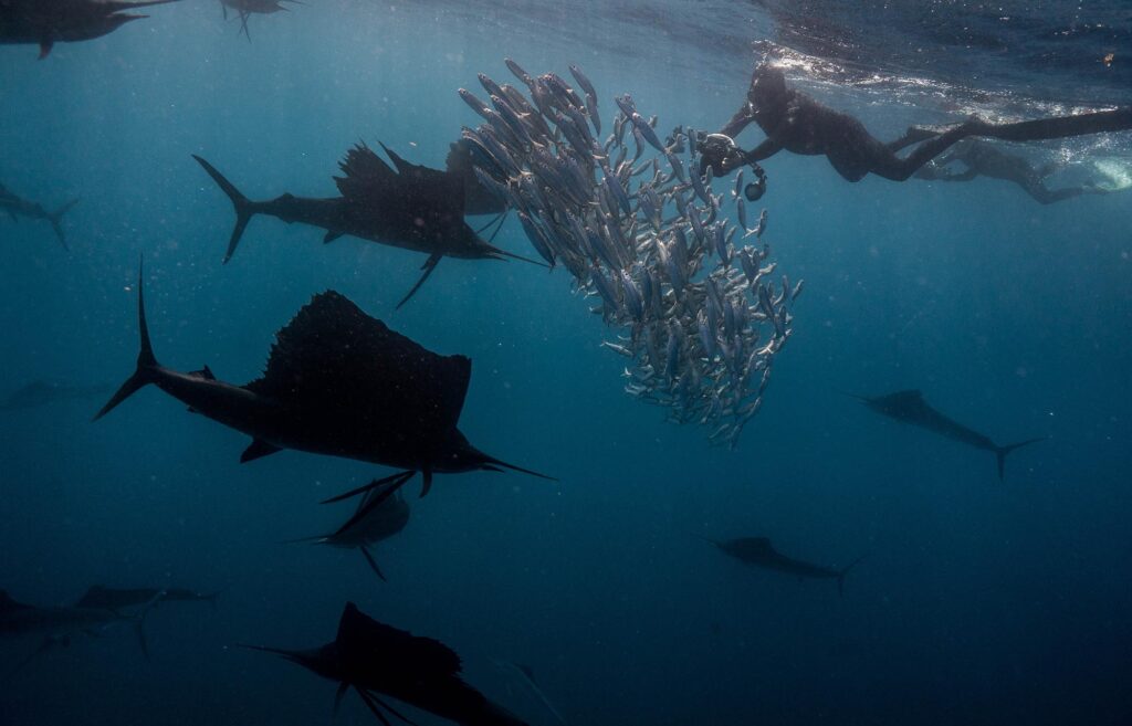 Group of sailfish surrounding a bait ball as freedivers observe from the surface.