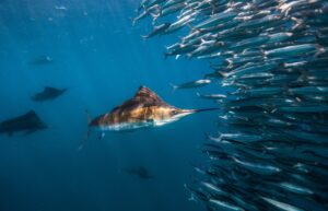 Sailfish charging toward a bait ball while other sailfish circle in the background.