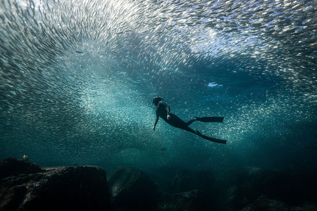 Freediver gliding calmly beneath a dense bait ball during a Pranamaya Freediving expedition in Baja California.