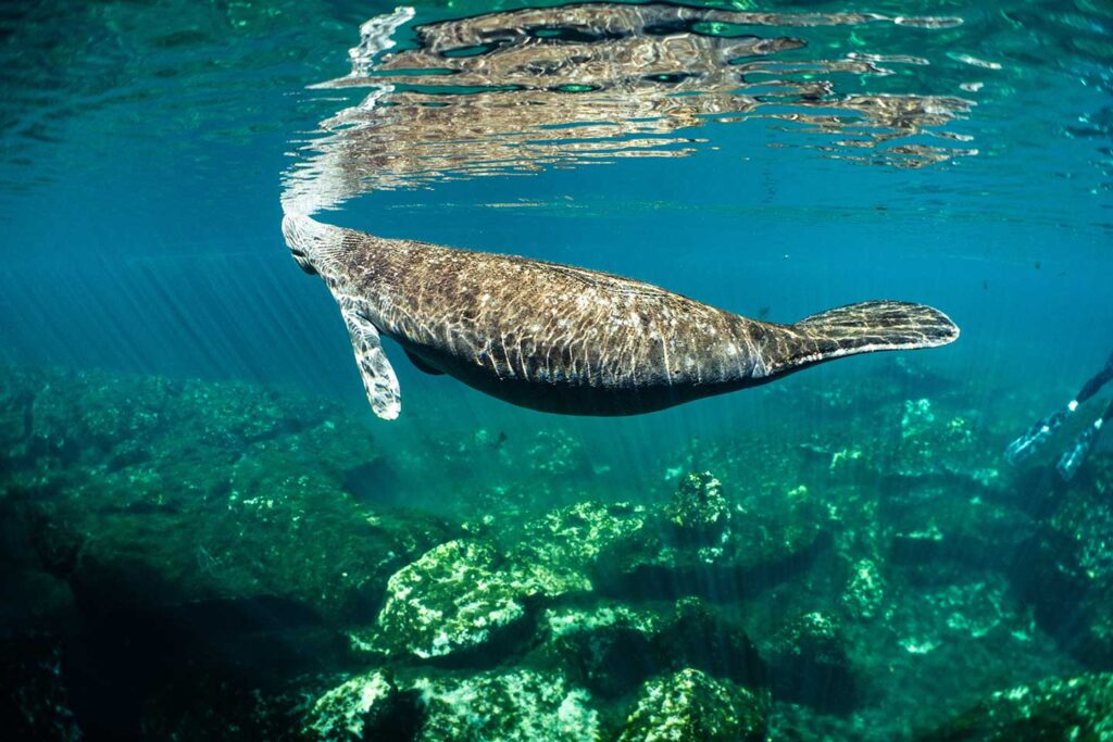 Manatee swimming just below the surface, its reflection visible on the waterline