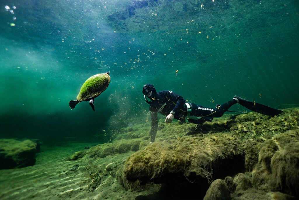 Freediver observing a freshwater turtle underwater in a crystal-clear spring