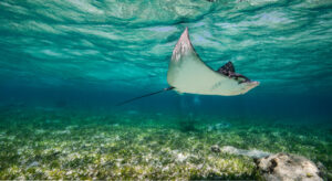 Underwater picture of a ray in the crystal water of Belize by pranamaya