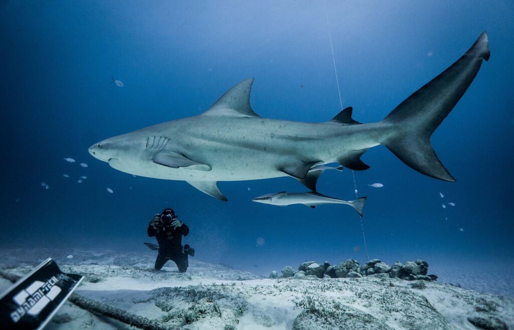 Bull shark swimming above a photographer on the sandy seabed