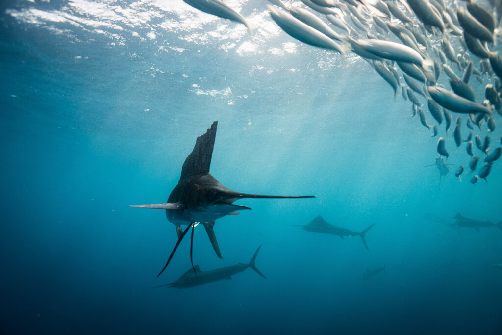 Dense bait ball of small fish surrounded by predators underwater