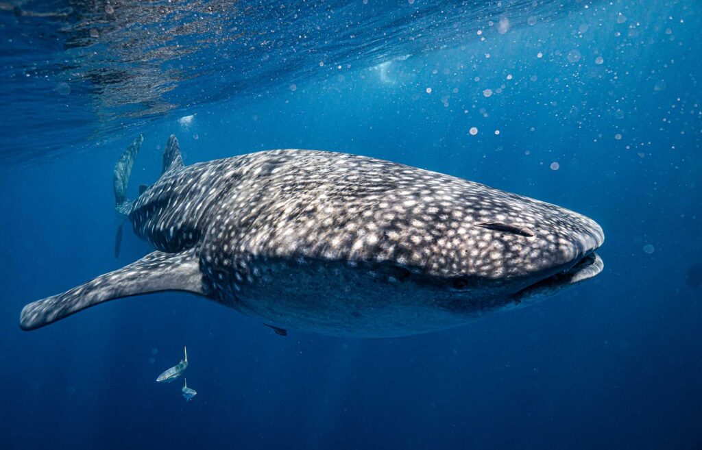 Whale shark encounter during a Pranamaya Freediving experience